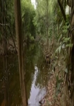 Expeditionen ins Tierreich - Tauchgang am Amazonas